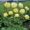 New Moon Trollius Globe Flower Ranunculus Plant - Easy to Grow - Cut Flower