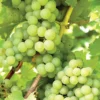 Niagara White Grape Plant - 6-12 Inch Sweet Grapevine Vitis Labrusca