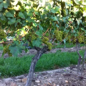 Niagara White Grape Plant - 6-12 Inch Sweet Grapevine Vitis Labrusca