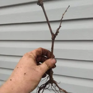 Niagara White Grape Plant - 6-12 Inch Sweet Grapevine Vitis Labrusca