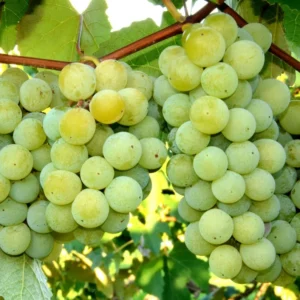 Niagara White Grape Plant - 6-12 Inch Sweet Grapevine Vitis Labrusca