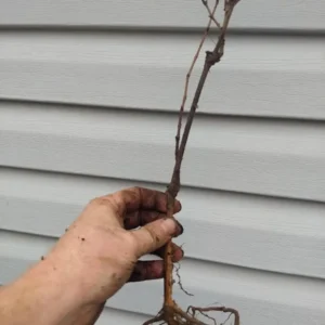 Niagara White Grape Plant - 6-12 Inch Sweet Grapevine Vitis Labrusca