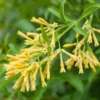Night Blooming Jasmine Live Plant - Fragrant Night Jessamine - 5 Gallon Pot