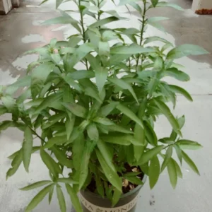 Night Blooming Jasmine Live Plant - Fragrant Night Jessamine - 5 Gallon Pot