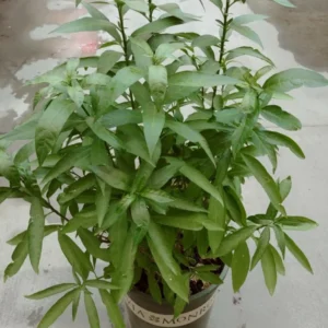Night Blooming Jasmine Live Plant - Fragrant Night Jessamine - 5 Gallon Pot