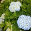 Nikko Blue Hydrangea Plant 6-12 Inch Tall - Hydrangea Flowers