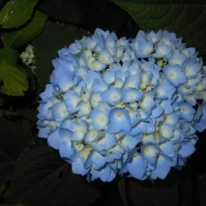 Nikko Blue Hydrangea Plant 6-12 Inch Tall - Hydrangea Flowers