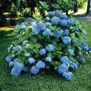 Nikko Blue Hydrangea Plant 6-12 Inch Tall - Hydrangea Flowers