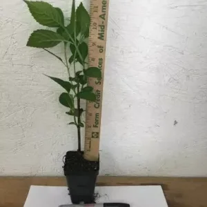 Nikko Blue Hydrangea Plant 6-12 Inch Tall - Hydrangea Flowers