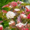 Ninebark Plant 3 Pack Hardy Deciduous Shrub 12 to 24in Physocarpus Opulifolius