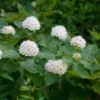 Ninebark Plant - 5 Hardy Deciduous Shrubs 12 to 24in - Physocarpus Opulifolius
