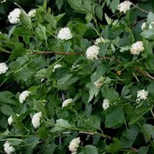Ninebark Plant - 5 Hardy Deciduous Shrubs 12 to 24in - Physocarpus Opulifolius