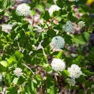 Ninebark Plant - 5 Hardy Deciduous Shrubs 12 to 24in - Physocarpus Opulifolius