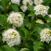 Ninebark Plant Physocarpus Opulifolius 12 to 24in Hardy Deciduous Shrub