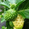Noni Morinda Citrifolia Seeds - 50 Seeds - Grow Your Own Noni Fruit