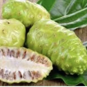Noni Morinda Citrifolia Seeds - 50 Seeds - Grow Your Own Noni Fruit
