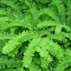 Northern Maidenhair Fern - Adiantum pedatum - 4" Pot - Hardy Fern Plant
