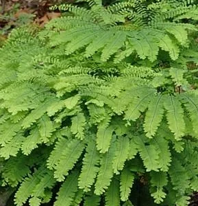 Northern Maidenhair Fern - Adiantum pedatum - 4" Pot - Hardy Fern Plant