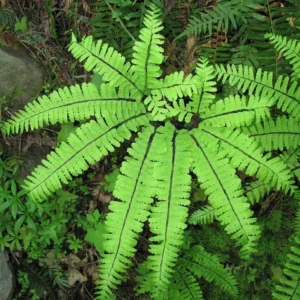 Northern Maidenhair Fern - Adiantum pedatum - 4