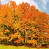 Northern Red Oak Tree 5-Pack - Fast Growing Shade Tree for Fall Color