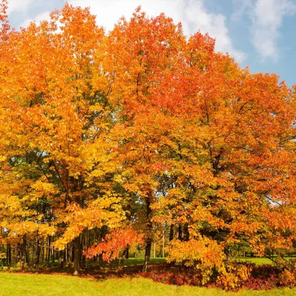 Northern Red Oak Tree 5-Pack - Fast Growing Shade Tree for Fall Color