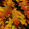 Northern Red Oak Tree 5-Pack - Fast Growing Shade Tree for Fall Color