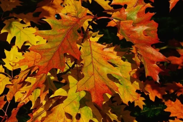 Northern Red Oak Tree 5-Pack - Fast Growing Shade Tree for Fall Color