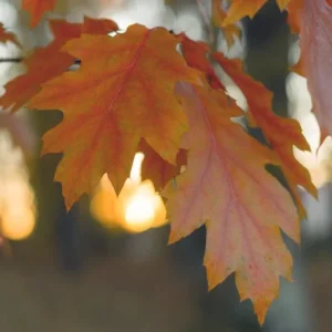 Northern Red Oak Tree 5-Pack - Fast Growing Shade Tree for Fall Color