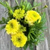 Nosento Limegreen Rare Marigold Calendula Plants - Healthy Seedling Plugs