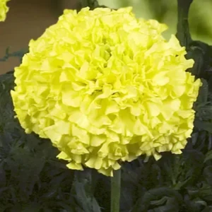 Nosento Limegreen Rare Marigold Calendula Plants - Healthy Seedling Plugs