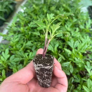 Nosento Limegreen Rare Marigold Calendula Plants - Healthy Seedling Plugs