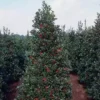 Oakleaf Holly Plant Tree 6-12 Inch Tall - Upright Evergreen Shrub for Privacy