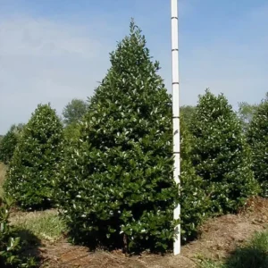 Oakleaf Holly Plant Tree 6-12 Inch Tall - Upright Evergreen Shrub for Privacy