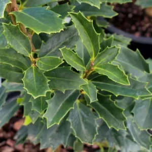 Oakleaf Holly Plant Tree 6-12 Inch Tall - Upright Evergreen Shrub for Privacy