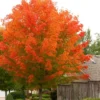 October Glory Maple Tree Plant - 6-12 Inch Quart Pot - Red Maple Shade Tree