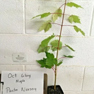 October Glory Maple Tree Plant - 6-12 Inch Quart Pot - Red Maple Shade Tree