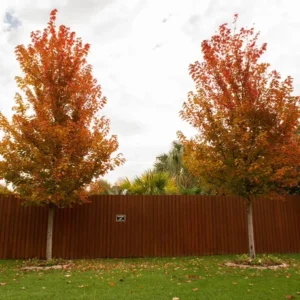 October Glory Maple Tree Plant - 6-12 Inch Quart Pot - Red Maple Shade Tree