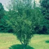 Okame Flowering Cherry Tree - 8-12 Inch Cherry Blossom Tree Plant