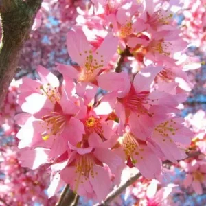 Okame Flowering Cherry Tree - 8-12 Inch Cherry Blossom Tree Plant