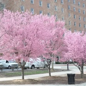 Okame Flowering Cherry Tree - 8-12 Inch Cherry Blossom Tree Plant