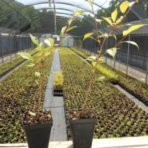 Okame Flowering Cherry Tree - 8-12 Inch Cherry Blossom Tree Plant