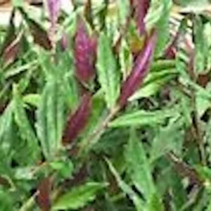 Okinawa Spinach Plant - 3 Gynura Bicolor Starter Plants for Homestead Gardens