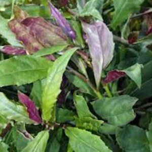 Okinawa Spinach Plant - 3 Gynura Bicolor Starter Plants for Homestead Gardens