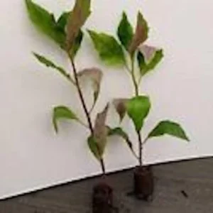 Okinawa Spinach Plant - 3 Gynura Bicolor Starter Plants for Homestead Gardens