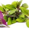 Okinawa Spinach Plant Starter - Gynura Bicolor - Homestead Vegetables