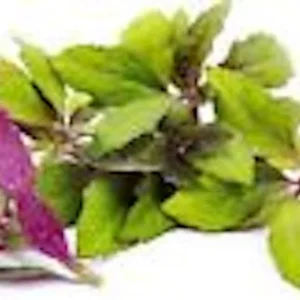 Okinawa Spinach Plant Starter - Gynura Bicolor - Homestead Vegetables