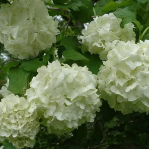 Old Fashion Snowball Viburnum Plant 4