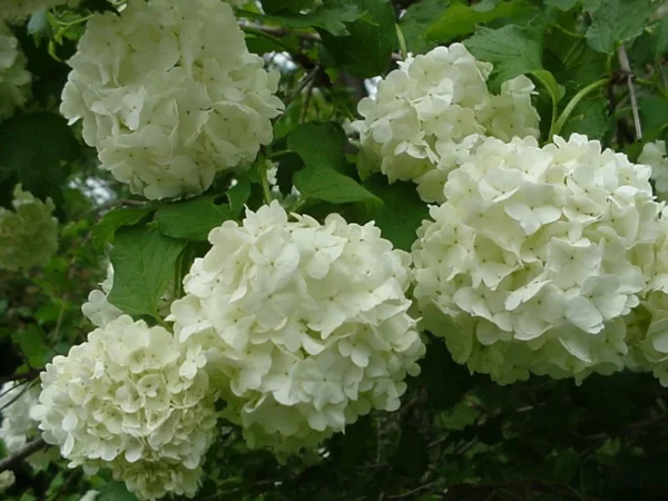 Old Fashion Snowball Viburnum Plant 4" Pot - Highbush Cranberry