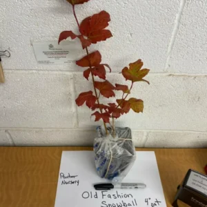 Old Fashion Snowball Viburnum Plant 4