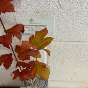 Old Fashion Snowball Viburnum Plant 4